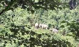 Đàn voi rừng liên tục xuất hiện ở bìa rừng Quế Lâm, Quảng Nam